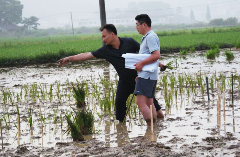 《奔月》引领稻田艺术风潮