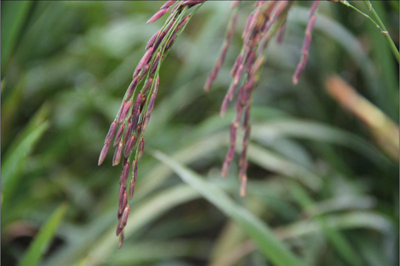 中国稻田艺术商标持有者创作“嫦娥奔月”