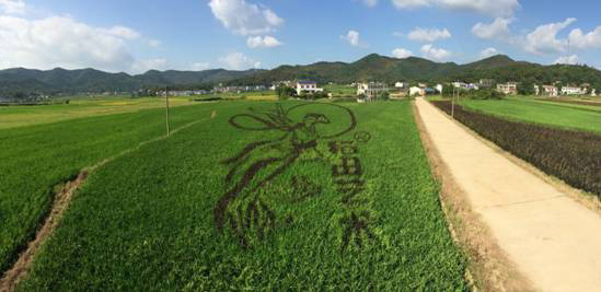 稻田惊现“嫦娥奔月”