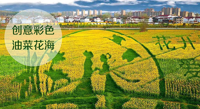 创意彩色油菜花海