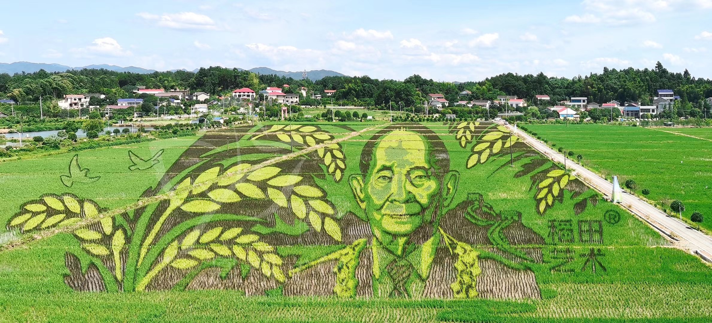 金色稻田里的“袁隆平彩色画像”进入最佳观赏期